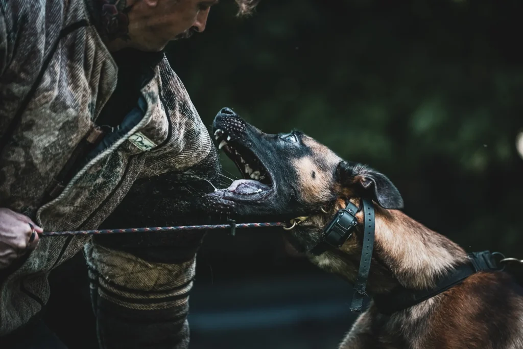 Dog training