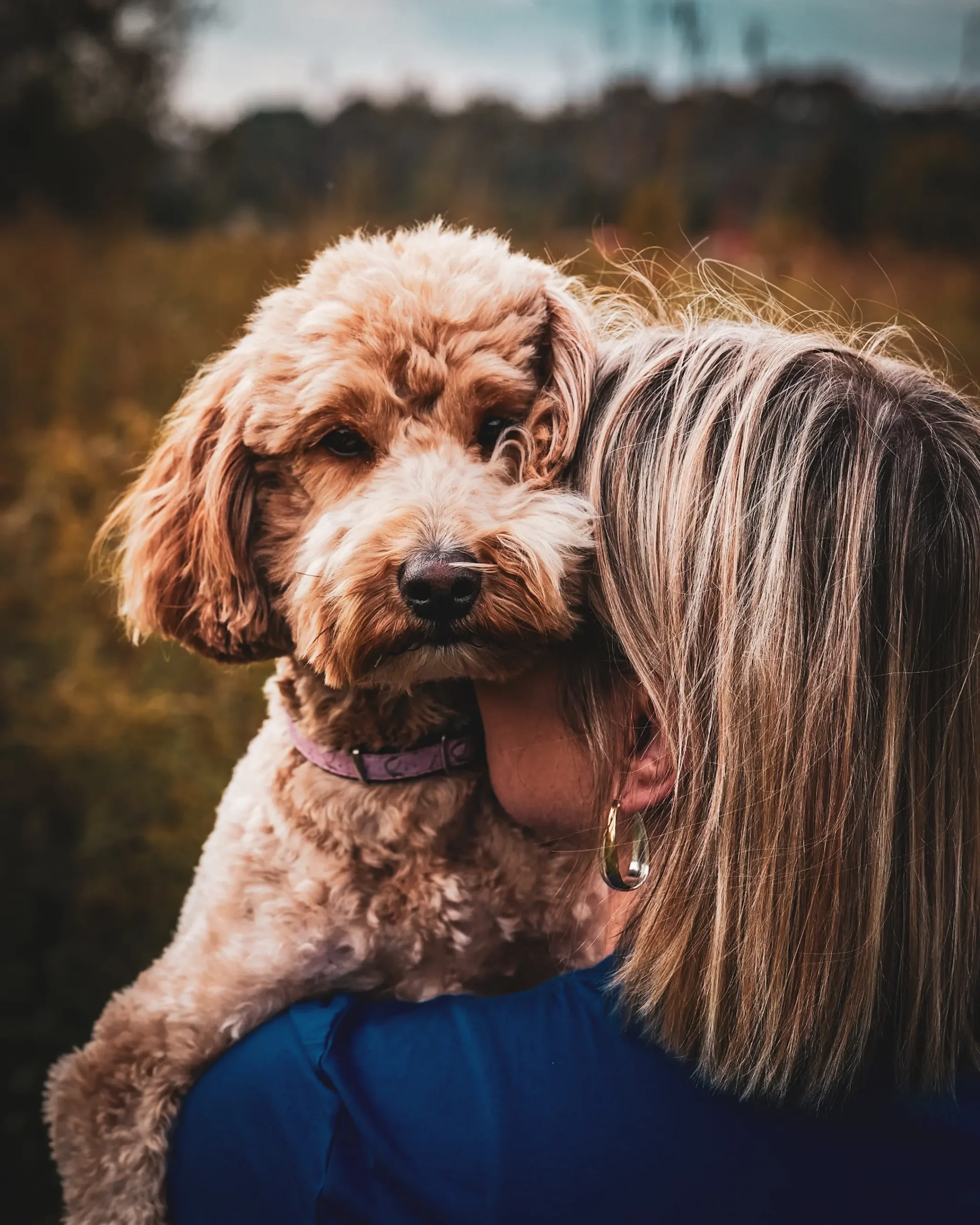 Professional dog pictures
